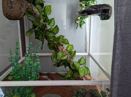 White glass Vivarium for sale suitable for Reptiles & Amphibian,s