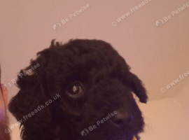 Black puppie