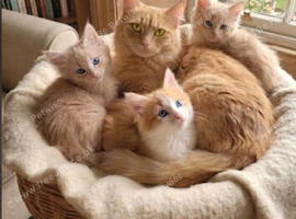 Maine coon Xx Ragdoll Kittens