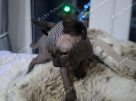Stunning Sphynks kittens, Ready Saturday