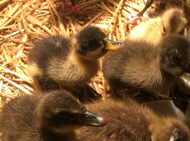 Indian runner ducklings