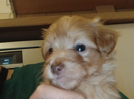 Jackapoo puppies - Beautiful colours
