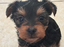 Pure Yorkshire terrier puppies