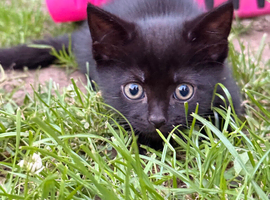 Kittens