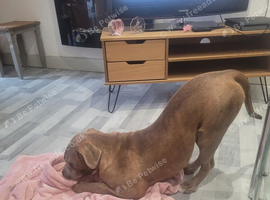 6 month old puppy
