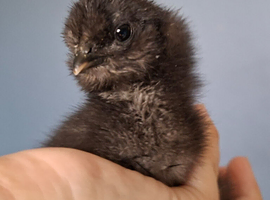 4 chicks hatched 2/6 and 3/6