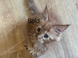 For sale Maine coon kittens