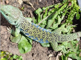 Eyed lizards - Timon Lepidus for sale