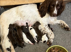 Eight Beautiful Sprocker Puppies Available