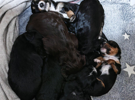 Beautiful Cockapoo Puppies &ndash; Ready to leave this weekend!