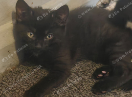 Just 1 cute little boy left  available
