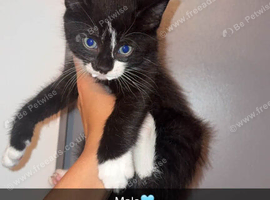 Last Maine coon X kitten