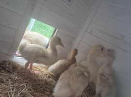 5 cherry valley ducklings with coop and food