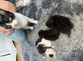 Baby kitten for sale last one