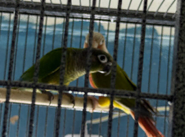 Baby green cheek conure
