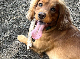 Golden spaniel for stud