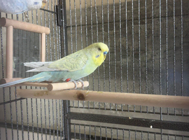 Budgies for sale prices from &pound;25