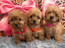 Adorable Cavapoo