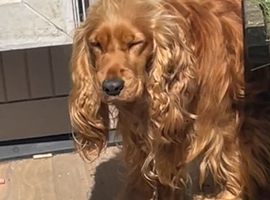 Cocker Spaniel-Goldens, Gold Sables & Orange Roans KC REG