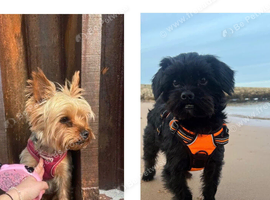 ️ GORGEOUS SHORKIE PUPPIES - LOOKING FOR THEIR FOREVER HOMES ️