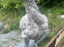 Poorly chicken