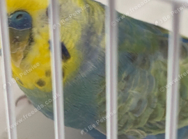 RAINBOW COCK RING NUMBER 1 RED RING 2024 BRED