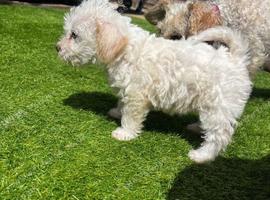 Beautiful little girl cockatoo mixed terrier