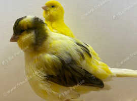 Bird auction North Wales