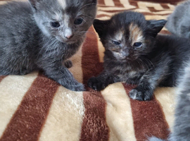 Kittens