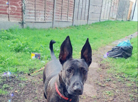 4 year old female needs urgent home