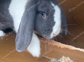 1 female French lop and 1 male Rex