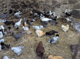 Polish Pullets (girls) 10-12 weeks old - all colours
