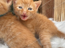FULL GINGER KITTENS AND GREY TABBY KITTENS TO RESERVE