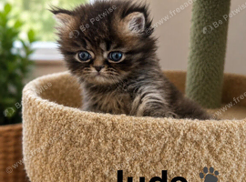 Beautiful litter of Persian kittens, PKD Neg