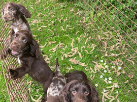 Cocker spaniel puppies