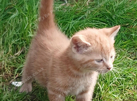 FRIENDLY FARM REARED GINGER KITTENS