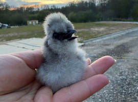 SILKIE CHICKS