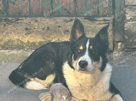 4 year old female border collie