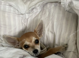 Chihuahua boy Appel head toy size