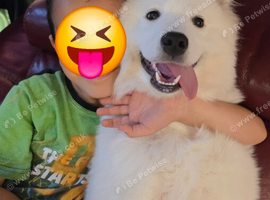 7-month puppy for sale