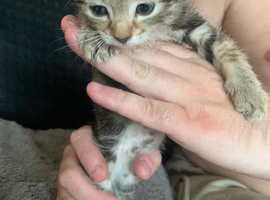 Tabby kitten boy