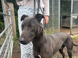 Working bull lurcher