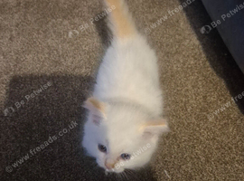 Ragdoll kittens ready Wednesday for there new homes