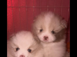 2 beautiful Pomeranian pups