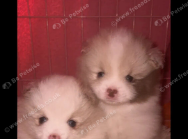2 beautiful Pomeranian pups