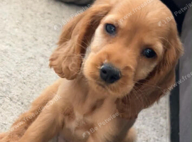 Cocker Spaniel Puppies ready now