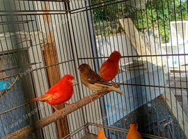 Colour canaries for sale