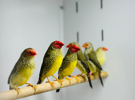Star finch