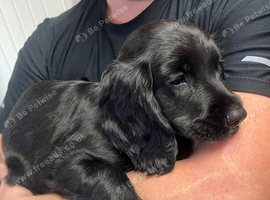 Sprocker puppies