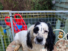 Cocker spaniel bitch working type